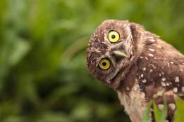burrowing owl athene cunicularia tilts its head outside its burrow on marco island florida