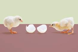 two chicks looking at an egg cracked in half