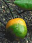 Citrus greening disease on mandarin orange