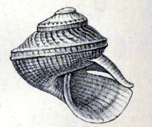 Scissurelloidea da espécie Scissurella mantelli (família Scissurellidae), um nomen dubium, tendo sido classificada como Anatoma mantelli (família Anatomidae) e guardando semelhança com conchas deste gênero,[1][2] com sua concha turbiforme, de fenda aberta e selenizona localizada na periferia das voltas.[3]