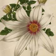 Fleurs de dahlias ; gravure ancienne.