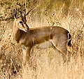 Gazella bennettii