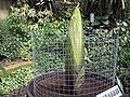 Amorphophallus titanum (Titan arum) developing