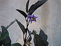 Japanese eggplant flower