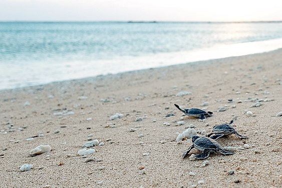 Baby green sea turtles in Wangan Island, Penghu County, Taiwan Photograph: User:Lee Zi Xin