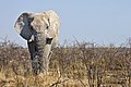 19 Etosha elefant