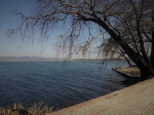 Dojran platan trees Photograph: Sentimentalna