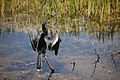 8 - Anhinga anhinga