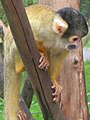 Squirrel monkey