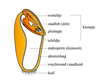 Vrucht van een eenzaadlobbige (tarwekorrel)