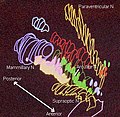 Hypothalamic nuclei on one side of the hypothalamus, shown in a 3-D computer reconstruction[18]