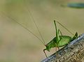 52 Bush-cricket 02 (MK)