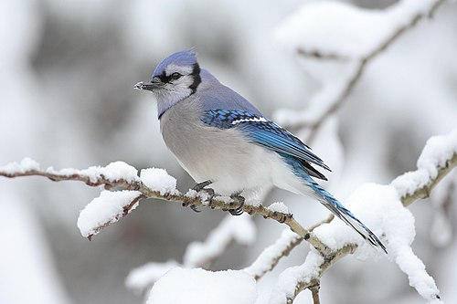 Blauhäher (Cyanocitta cristata) im „Algonquin Provincial Park“, Kanada