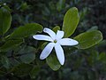 Gardenia psidioides