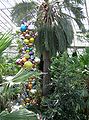 Jubaea chilensis (Chilean Wine palm), the world’s tallest indoor plant