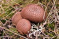 Lycoperdon umbrinum, by MichaelMaggs