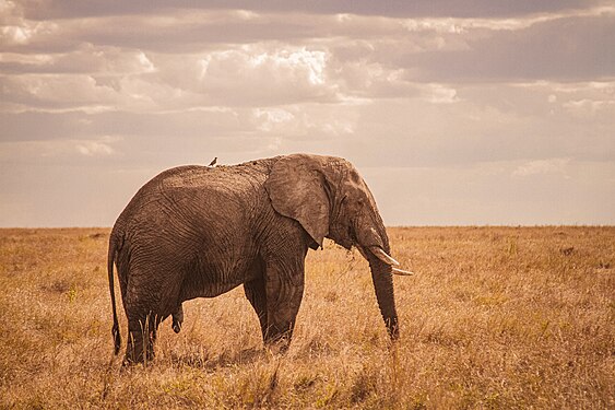 Elephant Photograph: Samson Kapinga