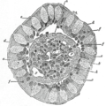 Transverse section of a villus, from the human intestine. X 350. a. Basement membrane, here somewhat shrunken away from the epithelium. b. Lacteal. c. Columnar epithelium. d. Its striated border. e. Goblet cells. f. Leucocytes in epithelium. f’. Leucocytes below epithelium. g. Blood vessels. h. Muscle cells cut across.