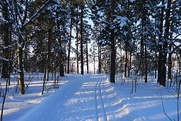 Skidspår på Blåbärslandet.