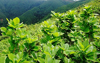 Quercus pontica in habitat