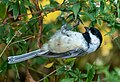 4 Black-capped chickadee (41417) uploaded by Rhododendrites, nominated by Rhododendrites,  11,  0,  0