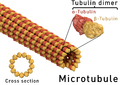 Struttura dei microtubuli