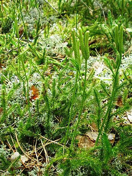 Vaistinis pataisas (Lycopodium clavatum)