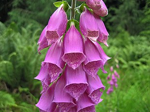 Almindelig fingerbøl (Digitalis purpurea) Foto: Tim Bekaert