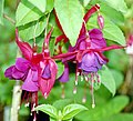 Fuchsias