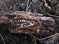 Oak pin, Cudoniella acicularis