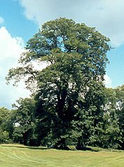 Q. petraea in England, about 300 years old