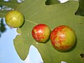 Galle-pomme ou galle-cerise de Cynips quercusfolii.