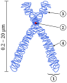 Struttura generale di un cromosoma duplicato (a forma di "X")