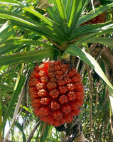 Ripe fruit of Pandanus odoratissimus. Iloilo City, The Philippines.