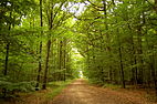 La forêt de Dourdan.