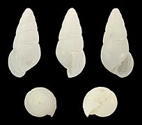 Odostomia acuta