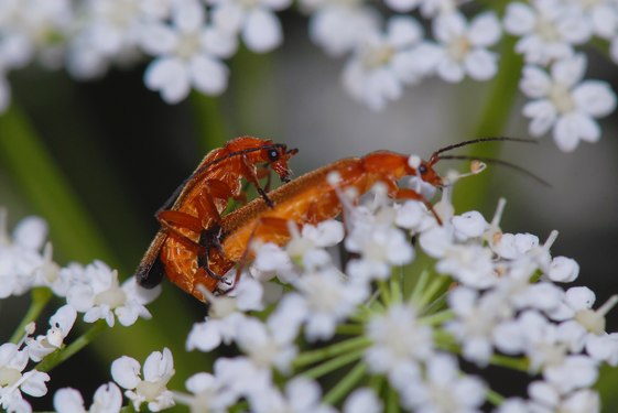 Mating Soldier beetles. Photograph: Björn Söderlund