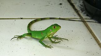 Iguane juvénile.