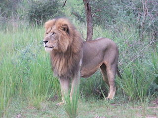 Կոնգոլեզյան առյուծ (Panthera leo azandica)