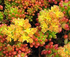 Description de l'image Sedum rubrotinctum 1.jpg.