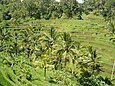 Rizières en terrasses près d'Ubud.