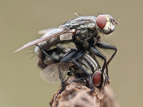 Mating flies photographed in Aklan province, Philippines. Photograph: Strawberrysweet07