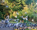 1 Feeding pigeons, Columba livia