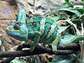 Chamaeleo calyptratus in Särkänniemi Aquarium, Tampere (27 December 2014)