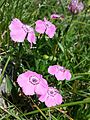 Alpennelke (Dianthus alpinus) auf dem Ötscher, Niederösterreich