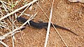 Smooth newt, Lissotriton vulgaris