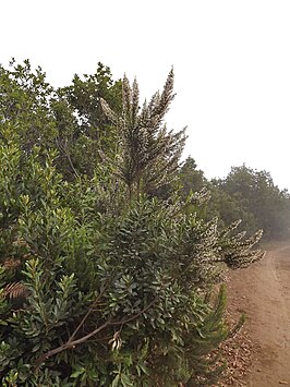 Fayal-brezal op Cumbre Nueva, La Palma