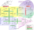 (Störungen der) Steroidhormonsynthese