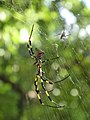 Nephila clavata, aufgenommen 2008 mit einer Canon PowerShot A710 IS.