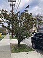 A hardy southern magnolia growing in Ithaca, NY.